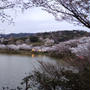 甘木公園（丸山公園）の桜【福岡県朝倉市】