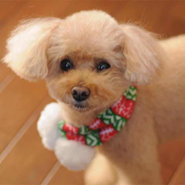 クリスマスですね