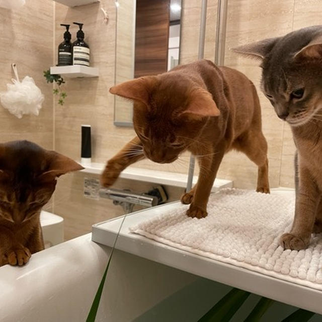 しょうぶ湯にドキドキドッキン