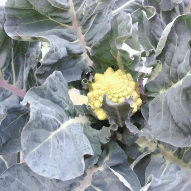 冬の終わりの庭の野菜と花