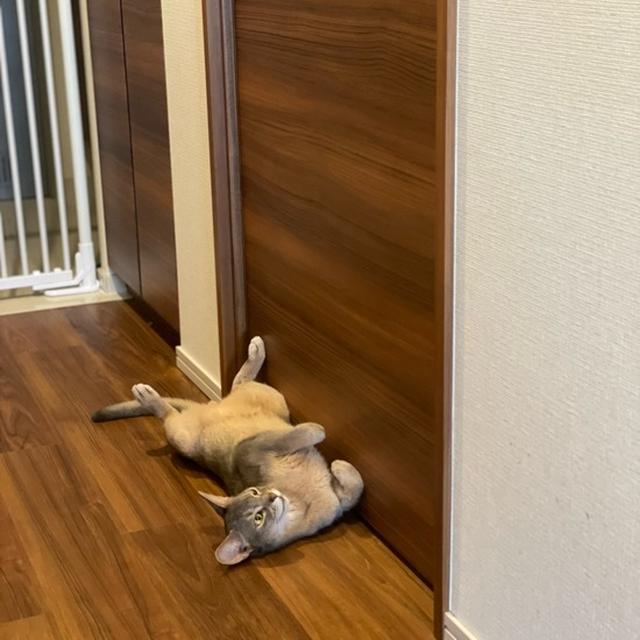 書斎に入りたいぼくちんの、強行手段はコレ