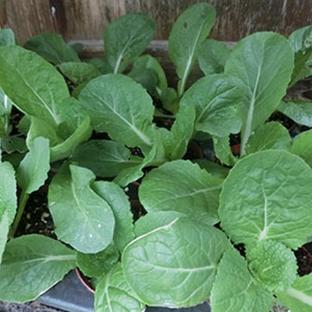 寒い春…でも野菜の苗も少しずつ成長中♪