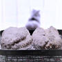 純正統派！Christstollen〜シュトレン2021♡(=^・^=)