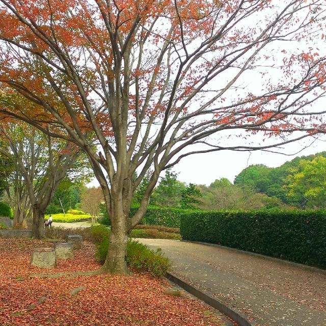 ＊馬見丘陵公園@奈良＊
