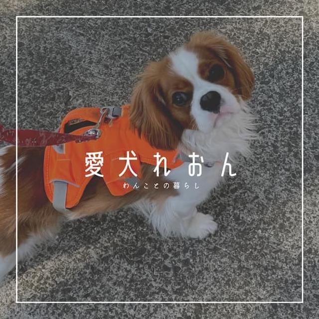【わんこ】1歳6ヵ月の愛犬、アレルギーとうまく付き合う｜愛犬との暮らし｜キャバリア