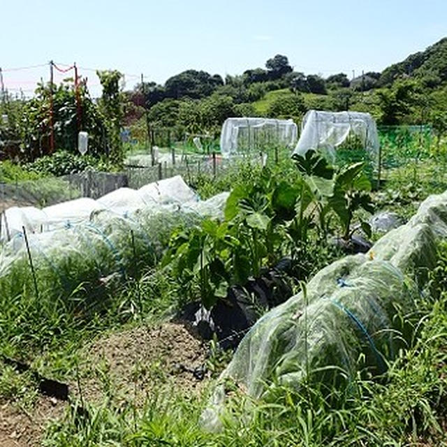 小さな菜園（9月初旬）☆草ボーボー雑草の海！