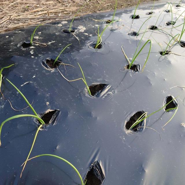 玉ねぎ苗植え付け開始