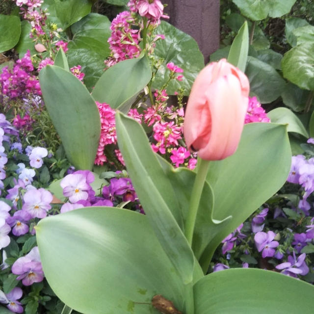 お花とパン