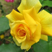 ローズガーデンの黄色いバラ