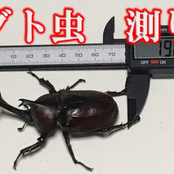 カブト虫成虫の全長の測り方　計測方法！2022年今年生まれの成虫を測る　カブトムシ全長　長さ