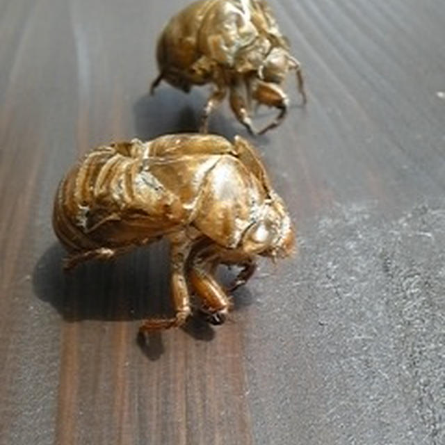 いちごままの