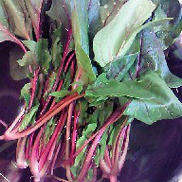 ＮＥＷ野菜！