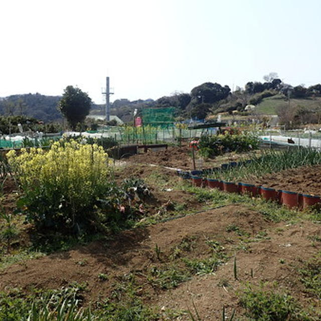小さな菜園（3月中旬）☆畑を耕す・畝をつくる