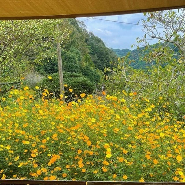「キバナコスモス」と「ヒガンバナ」　秋の花と野菜