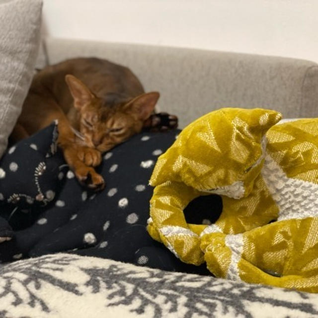 猫団子(*´ω`*)