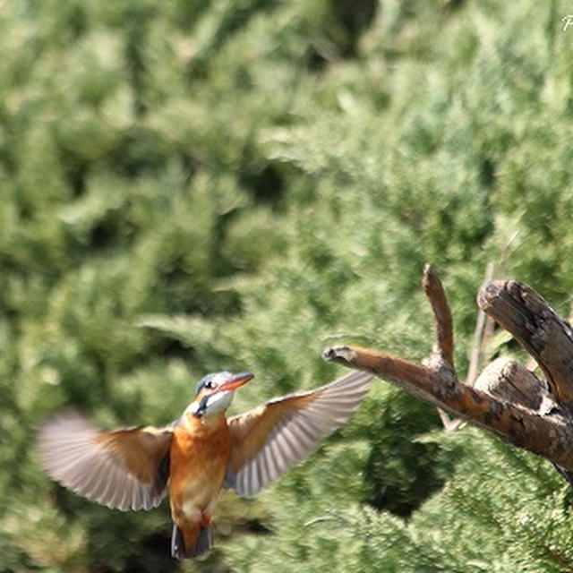 Return to the favorite branch