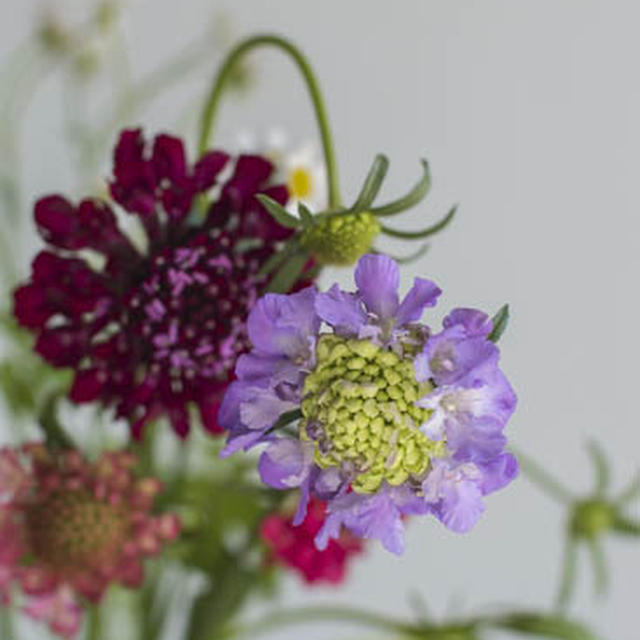 松虫草　（Scabiosa)