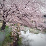 【植】昨日の桜 …vol.47