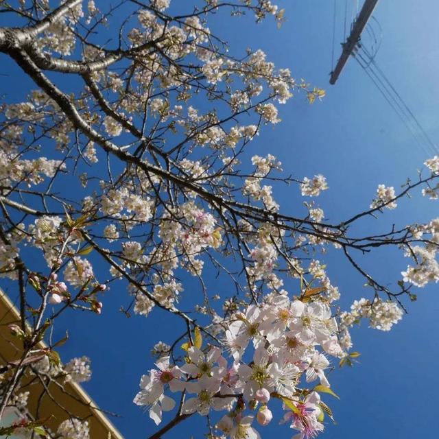 宝塚チェリーの花