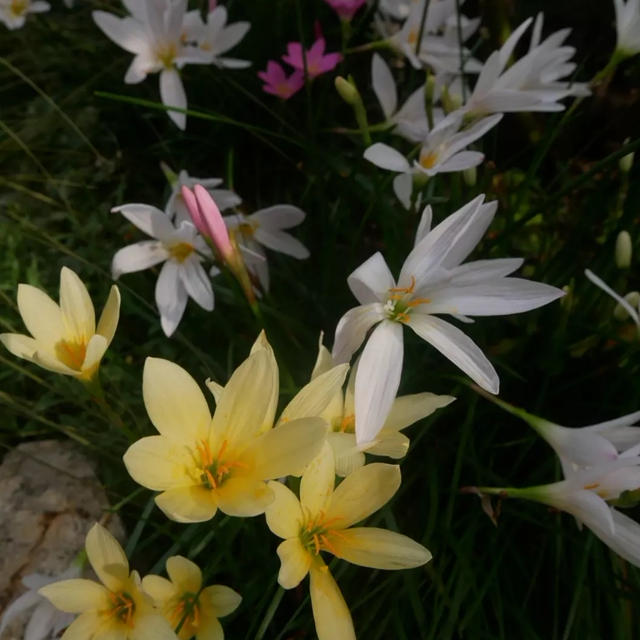 ゼフィランサスの花2022
