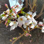 都内某所(笑) 桜がきれいに咲いてます
