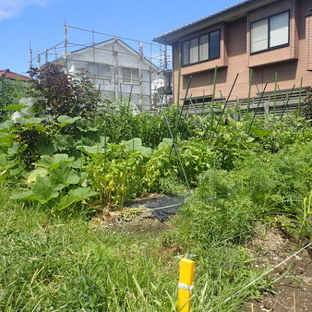 はじめての家庭菜園（8月下旬）☆台風9号被害の前と後