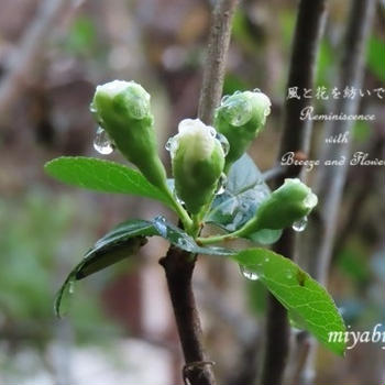 雨上がりの静けさ