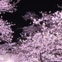 美唄桜まつり2024