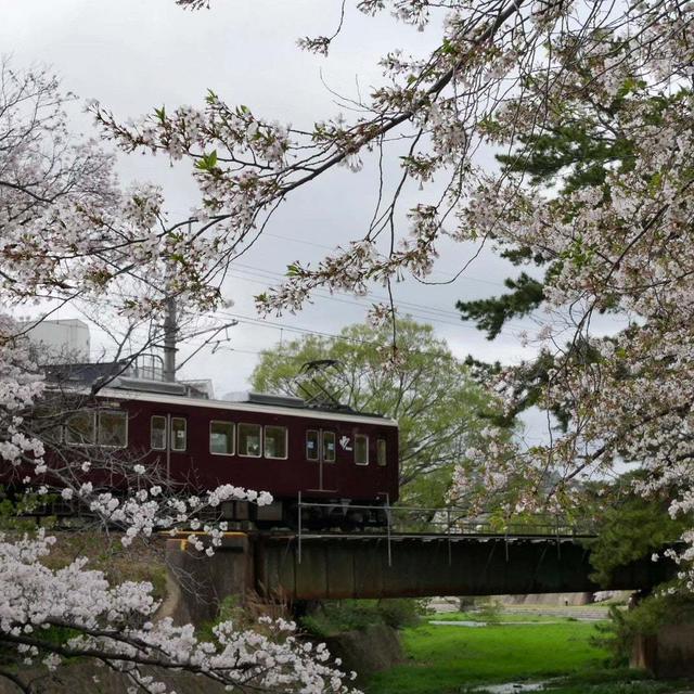 夙川の桜#最近撮った写真は