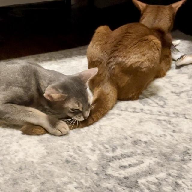 【動画】いらんことしいぼくちん、超怒られる