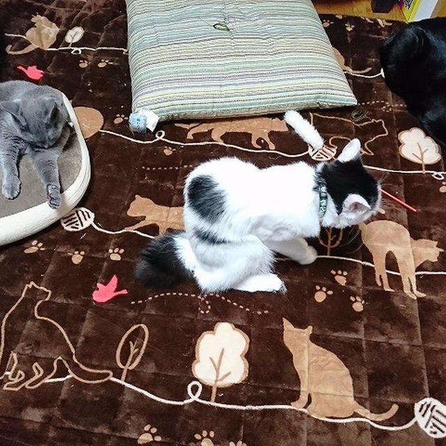 【小梅・さくら・桃之介通信】3匹揃い踏み＆初袖猫