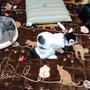 【小梅・さくら・桃之介通信】3匹揃い踏み＆初袖猫