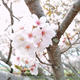 お花見弁当２０２４（４月２日（火）ソロお花見・４月７日（日）葉桜お花見）