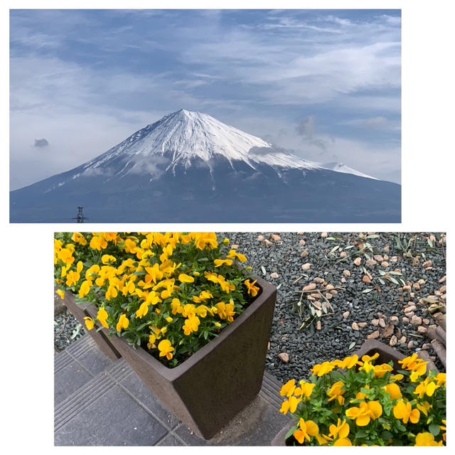 綺麗な富士山〜ビオラ満開です