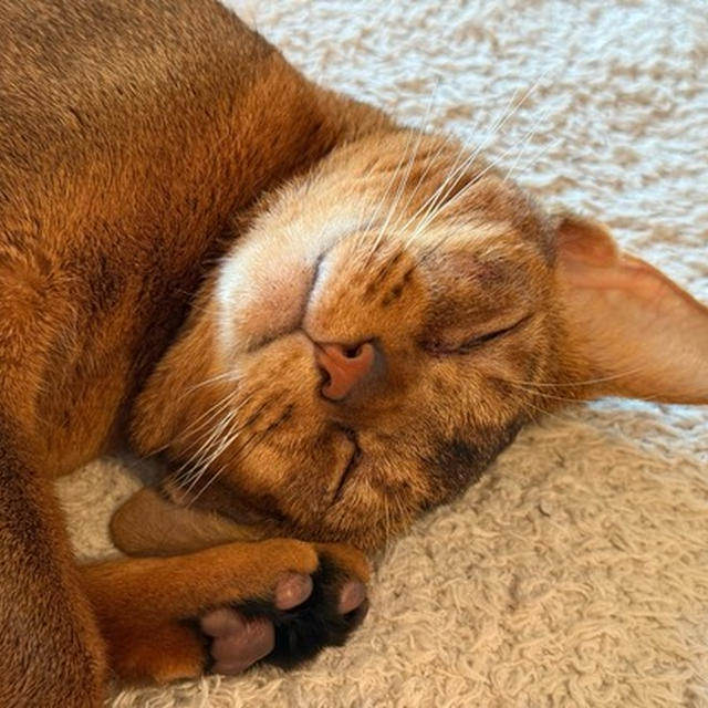 眠りのソファーのりす