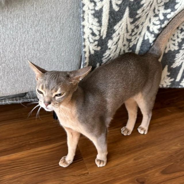 わか坊、お目目が腫れる