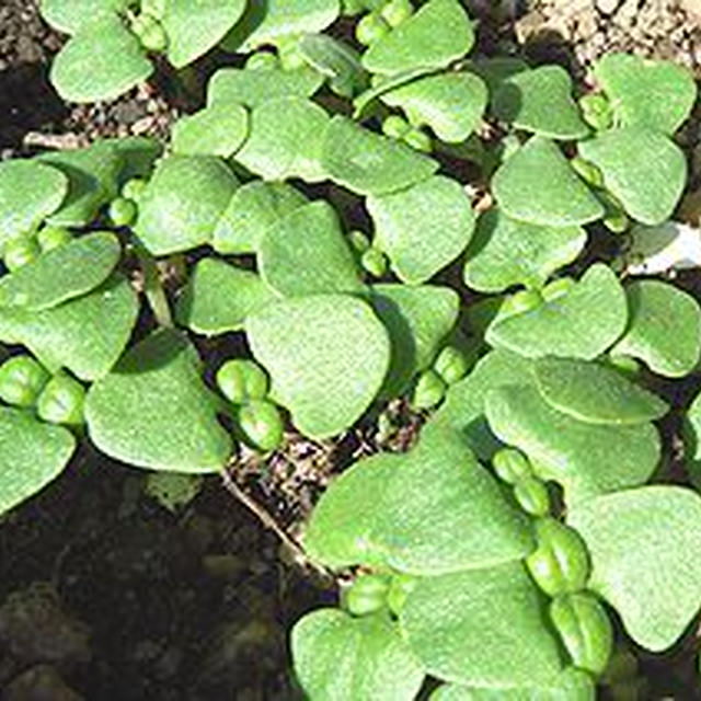 バジルの発芽とから揚げ