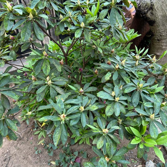 石楠花が庭の片隅に