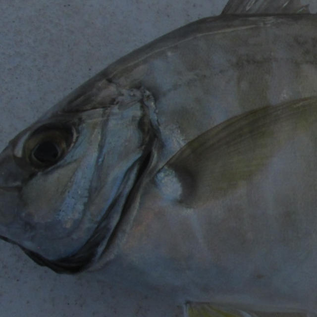 【相模湾・小坪】お食い初めの魚を釣らなくちゃ！！
