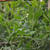 Green Moster Salad