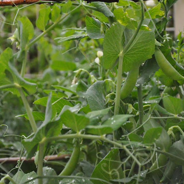 Green Moster Salad