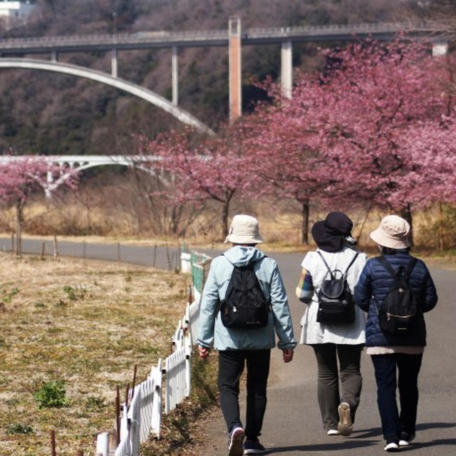 ■ウォーキング１【相模原　清流の里の河津桜／清流レストランでランチ】