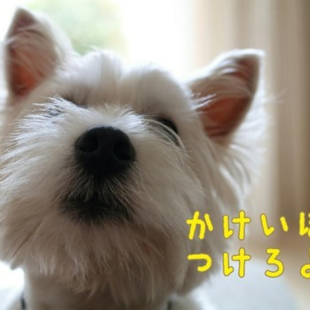 【ブランカの日記】ブランカからのリーク。我が家の家計・・・。