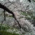 石川橋も桜は満開！