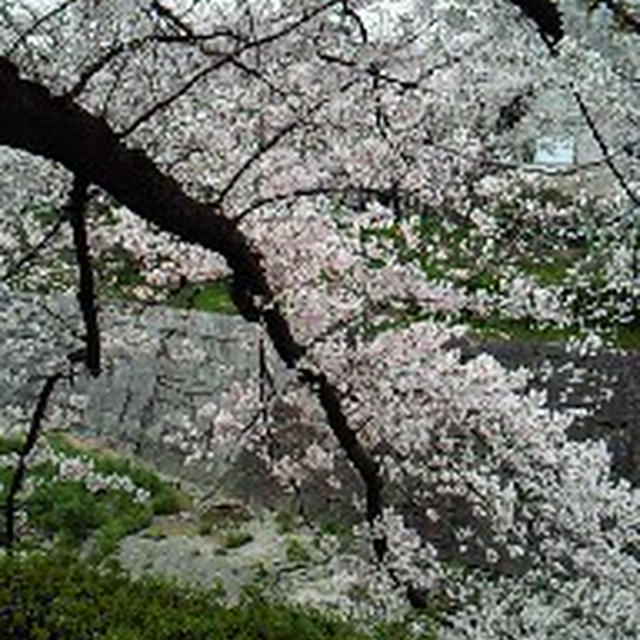 石川橋も桜は満開！
