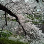 石川橋も桜は満開！