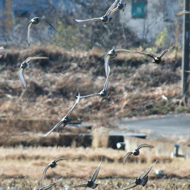 ■正月2日は野鳥撮り【清流の里へ　娘夫婦を案内しました♪】