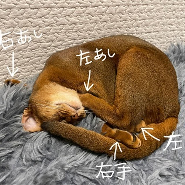 相変わらず、変な寝相のりす