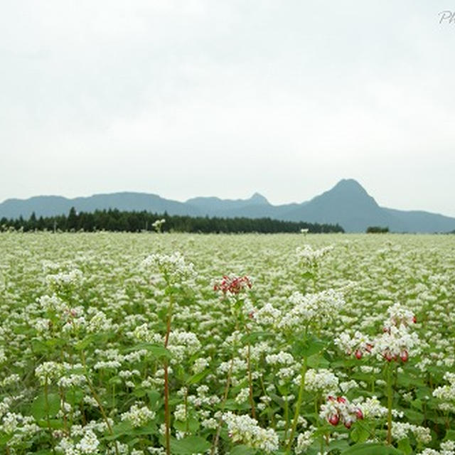 あたり一面の蕎麦畑