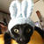 【小梅・さくら通信】「かわいいかわいいねこうさぎちゃん」その2♪　 #ねこうさぎちゃん